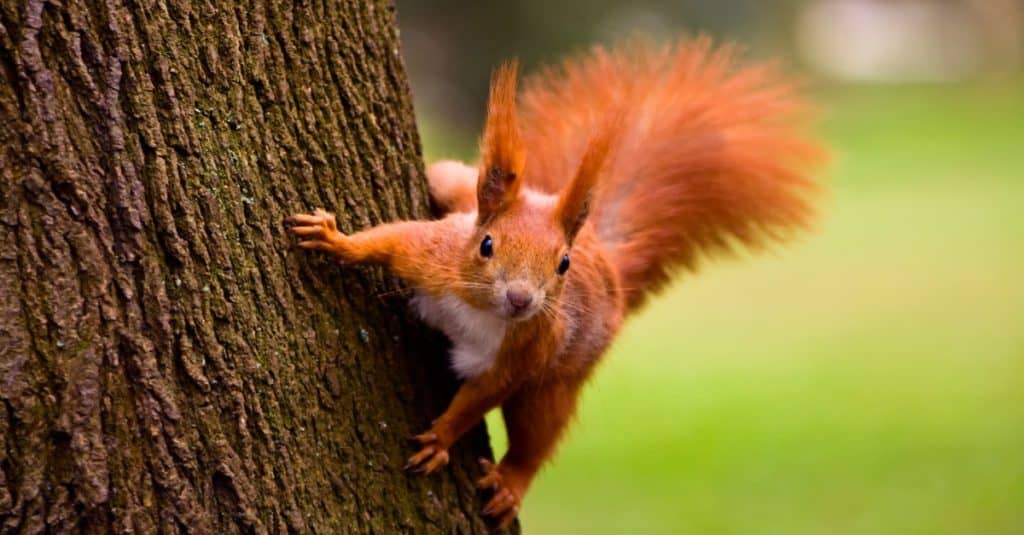 Red-Squirrel-in-tree-1024x535