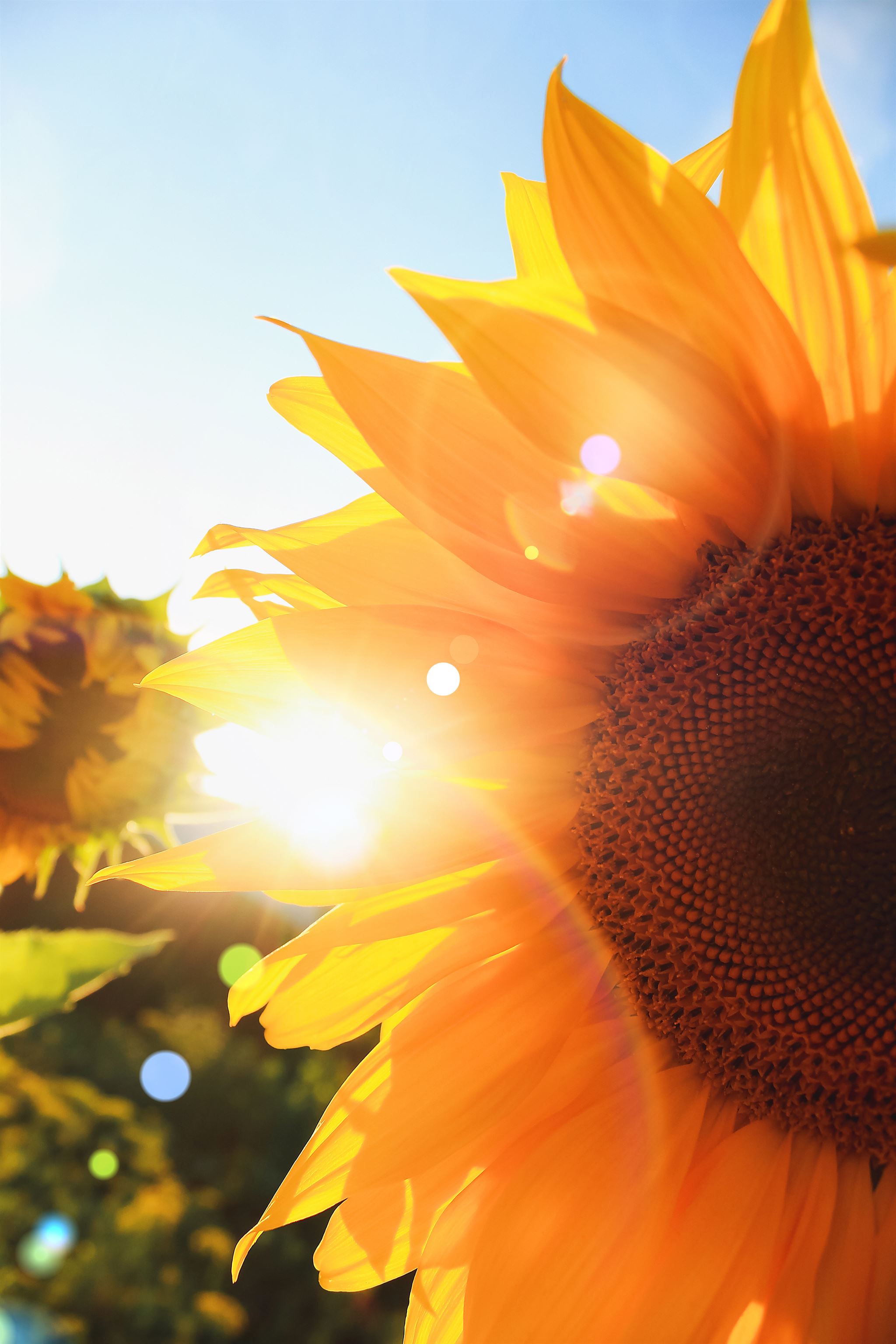 Sunflower-close-up